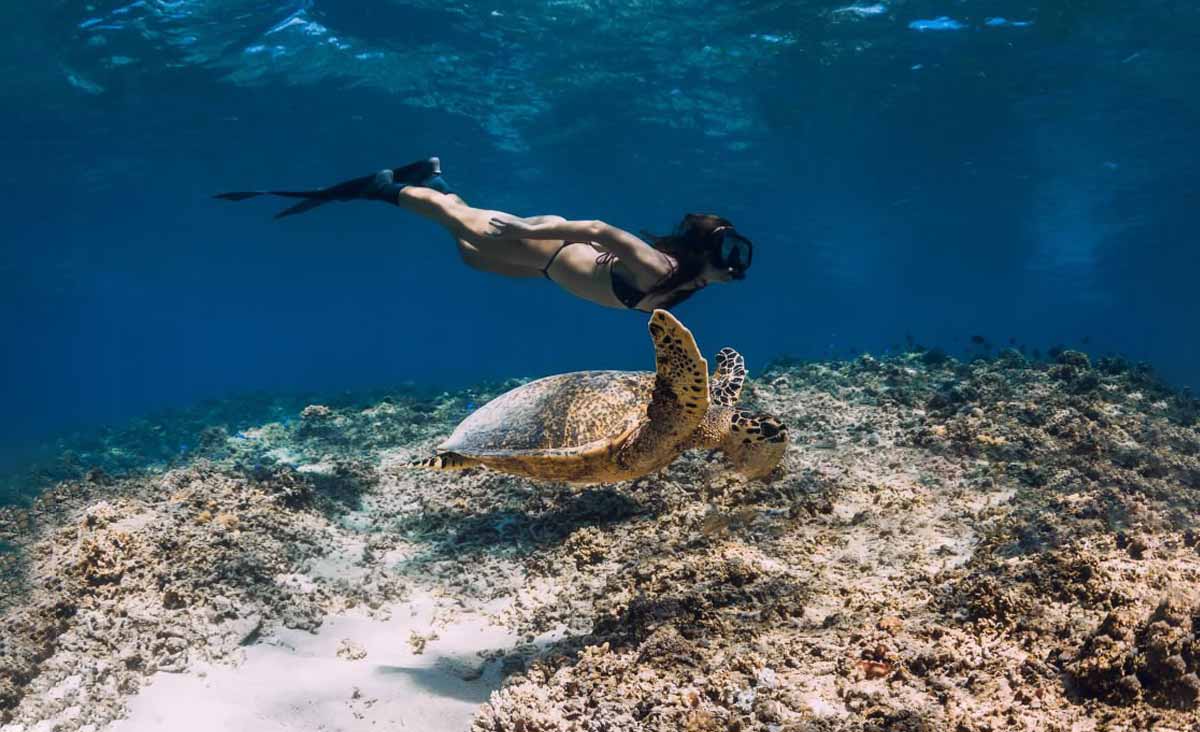 Turtle Snorkeling - Mirissa