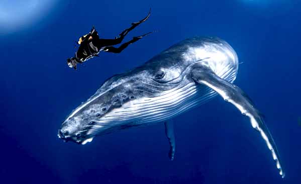 Snorkeling with Whales - Mirissa